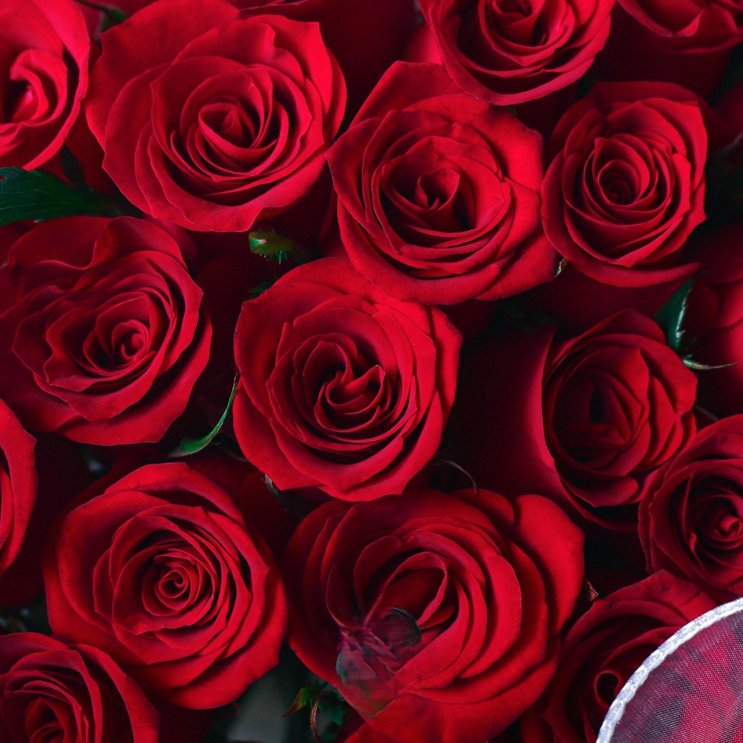 紅玫瑰 33/52/99枝 香港花店即日送貨